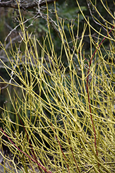 Yellow Twig Dogwood (Cornus sericea 'Flaviramea') at GardenWorks