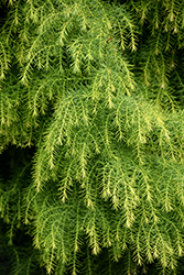 Golden Elegans Japanese Cedar (Cryptomeria japonica 'Elegans Aurea') at GardenWorks