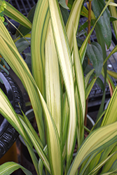 Yellow Wave New Zealand Flax (Phormium 'Yellow Wave') at GardenWorks