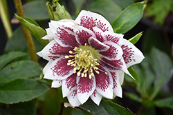 Painted Doubles Hellebore (Helleborus 'Painted Doubles') at GardenWorks