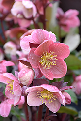 Pink Frost Hellebore (Helleborus 'COSEH 710') at GardenWorks