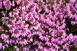 Pink Spangles Heath (Erica carnea 'Pink Spangles') at GardenWorks