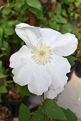 Madame Le Coultre Clematis (Clematis 'Madame Le Coultre') at GardenWorks