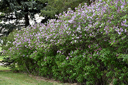 Katherine Havemeyer Lilac (Syringa vulgaris 'Katherine Havemeyer') at GardenWorks