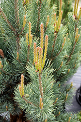 Dwarf Blue Scotch Pine (Pinus sylvestris 'Glauca Nana') at GardenWorks
