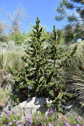 Bristlecone Pine (Pinus aristata) at GardenWorks