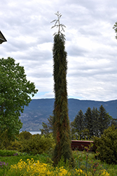 Weeping Giant Sequoia (Sequoiadendron giganteum 'Pendulum') at GardenWorks