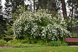 The Bride Pearlbush (Exochorda x macrantha 'The Bride') at GardenWorks