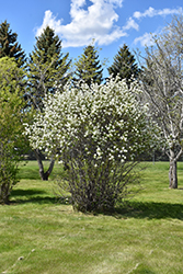Smokey Saskatoon (Amelanchier alnifolia 'Smokey') at GardenWorks