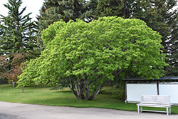 Amur Maple (Acer ginnala) at GardenWorks