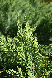 Tam Juniper (Juniperus sabina 'Tamariscifolia') at GardenWorks