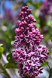 Sensation Lilac (Syringa vulgaris 'Sensation') at GardenWorks