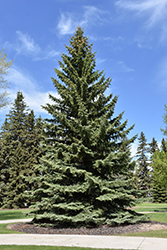 Blue Colorado Spruce (Picea pungens 'var. glauca') at GardenWorks