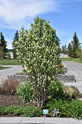Standing Ovation Saskatoon Berry (Amelanchier alnifolia 'Obelisk') at GardenWorks