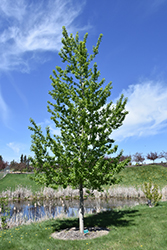 Assiniboine Poplar (Populus 'Assiniboine') at GardenWorks