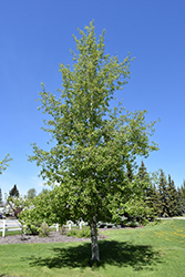 Trembling Aspen (Populus tremuloides) at GardenWorks