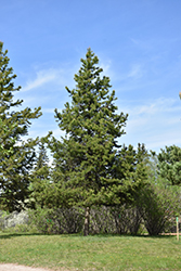 Lodgepole Pine (Pinus contorta 'var. latifolia') at GardenWorks