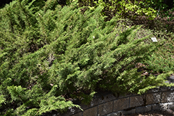 Skandia Juniper (Juniperus sabina 'Skandia') at GardenWorks