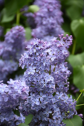 Blue Skies Lilac (Syringa vulgaris 'Blue Skies') at GardenWorks