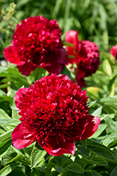 Red Charm Peony (Paeonia 'Red Charm') at GardenWorks
