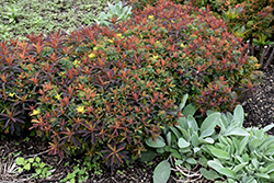 Bonfire Cushion Spurge (Euphorbia polychroma 'Bonfire') at GardenWorks