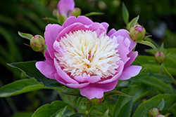 Bowl Of Beauty Peony (Paeonia 'Bowl Of Beauty') at GardenWorks