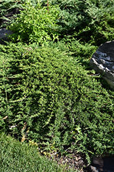 Tam Juniper (Juniperus sabina 'Tamariscifolia') at GardenWorks