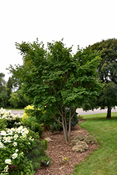 Korean Maple (Acer pseudosieboldianum) at GardenWorks