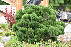 Jakobsen Mugo Pine (Pinus mugo 'Jakobsen') at GardenWorks