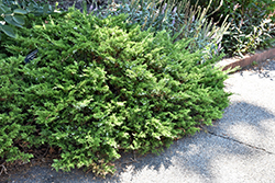 Buffalo Juniper (Juniperus sabina 'Buffalo') at GardenWorks