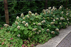 Sikes Dwarf Hydrangea (Hydrangea quercifolia 'Sikes Dwarf') at GardenWorks