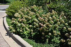 Snow Queen Hydrangea (Hydrangea quercifolia 'Snow Queen') at GardenWorks