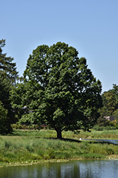 English Oak (Quercus robur) at GardenWorks