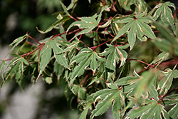Kagiri Nishiki Japanese Maple (Acer palmatum 'Kagiri Nishiki') at GardenWorks