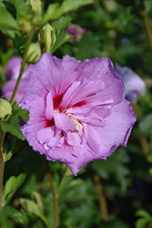 Lavender Chiffon Rose Of Sharon (Hibiscus syriacus 'Notwoodone') at GardenWorks