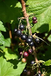 Consort Black Currant (Ribes nigrum 'Consort') at GardenWorks