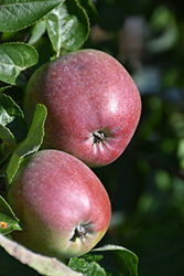 Spartan Apple (Malus 'Spartan') at GardenWorks