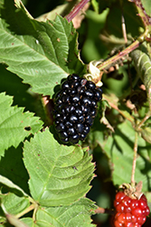Chester Thornless Blackberry (Rubus 'Chester') at GardenWorks
