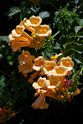 Yellow Trumpetvine (Campsis radicans 'Flava') at GardenWorks