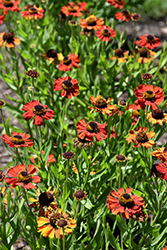 Red Army Sneezeweed (Helenium 'Red Army') at GardenWorks