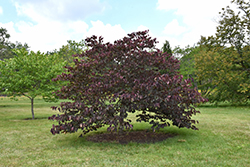 Forest Pansy Redbud (Cercis canadensis 'Forest Pansy') at GardenWorks
