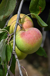 Zestar Apple (Malus 'Zestar') at GardenWorks