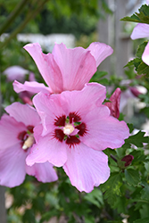 Rose Satin Rose of Sharon (Hibiscus syriacus 'Minrosa') at GardenWorks