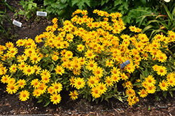 Sunstruck False Sunflower (Heliopsis helianthoides 'Sunstruck') at GardenWorks