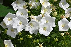 White Clips Bellflower (Campanula carpatica 'White Clips') at GardenWorks