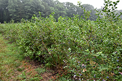 Bluecrop Blueberry (Vaccinium corymbosum 'Bluecrop') at GardenWorks
