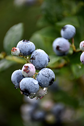 Polaris Blueberry (Vaccinium 'Polaris') at GardenWorks