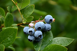 Northcountry Blueberry (Vaccinium 'Northcountry') at GardenWorks