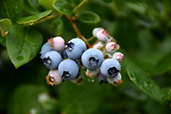 Elliott Blueberry (Vaccinium corymbosum 'Elliott') at GardenWorks