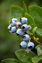 Northblue Blueberry (Vaccinium 'Northblue') at GardenWorks